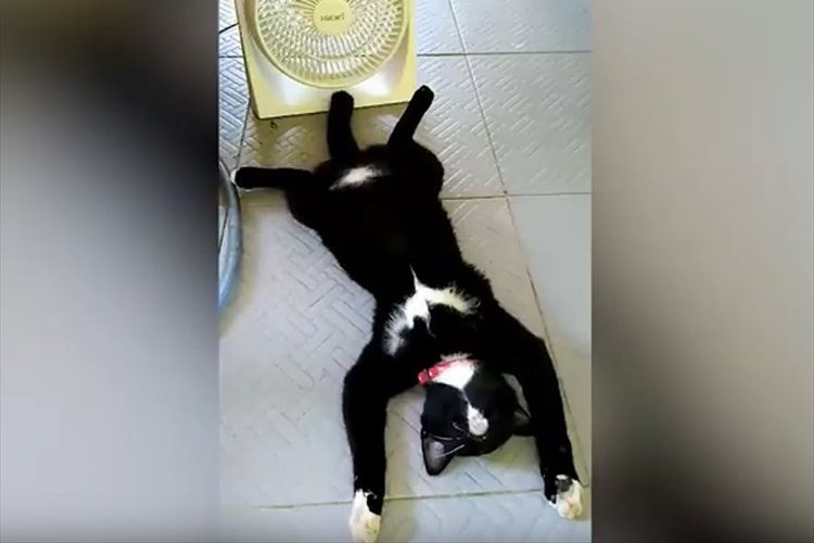 あちぃ~にゃん… 扇風機の前でお腹を出して伸びきっているニャンコが話題に!