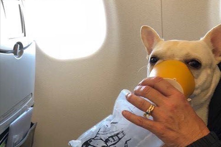 機内で突然苦しみだした愛犬…窮地を救った乗務員の的確な対応に称賛の声