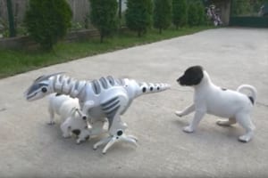 「みんなで戦えば怖くない！」恐竜のロボットに果敢に飛びかかる子犬達…最後は頭脳プレーで勝負アリ？