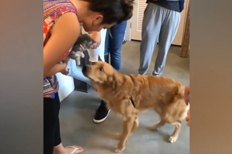 初めて子猫に会ったワンコが大興奮!最後はお腹を見せて…「一緒に遊びたいワン!」