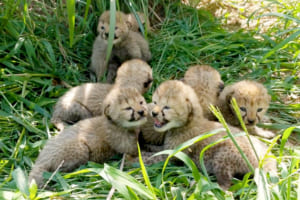キュン死レベルのモフモフさ…ぬいぐるみのようなチーターの赤ちゃん 無事に7匹誕生！