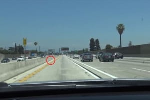 「高速道路に子猫がいる！」通報を受けて現場に向かった動物救助団体の救出シーン