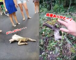 道路を横断するナマケモノ…危ないので皆で見守っていたら最後に手を振ってくれた！
