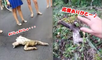 道路を横断するナマケモノ…危ないので皆で見守っていたら最後に手を振ってくれた！