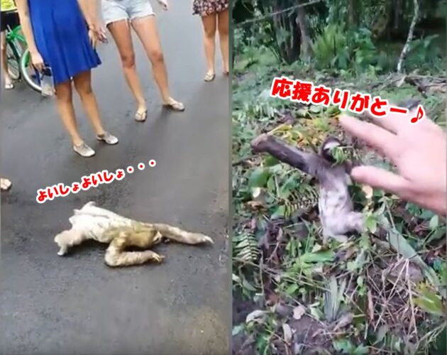 道路を横断するナマケモノ…危ないので皆で見守っていたら最後に手を振ってくれた！