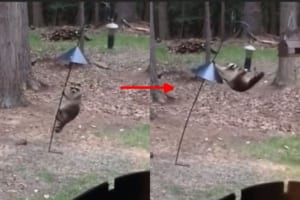 大胆すぎでしょ！アクロバティックな動きで鳥のエサを盗むアライグマ