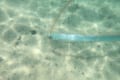 【超激レア】福井県の水晶浜で伝説の深海魚「リュウグウノツカイ」が目撃される！