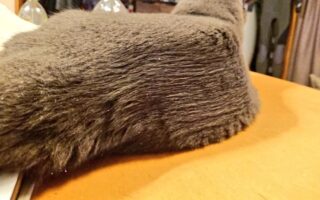 お父さんが猫ちゃんをブラッシングした結果…まさかのエアーズロック型に！