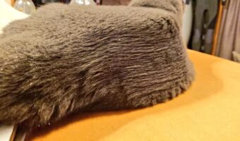 お父さんが猫ちゃんをブラッシングした結果…まさかのエアーズロック型に!