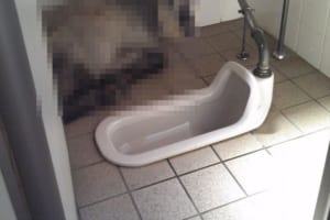 避暑しているのかな！？観光施設のトイレに入ったら…思わぬ珍客がくつろいでいた！