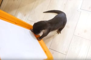 「持っていかないでーー！！」トイレが奪われると勘違いするカワウソが可愛すぎ