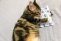 ひんやりしてちょうどいいニャン!保冷剤を抱きしめる猫ちゃんがめっちゃ可愛い