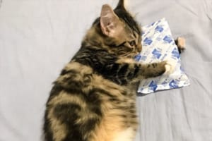 ひんやりしてちょうどいいニャン！保冷剤を抱きしめる猫ちゃんがめっちゃ可愛い