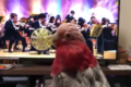 オーケストラからまさかのスカウト!?ノリノリで演奏に参加するインコが可愛い