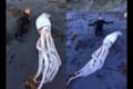 イカっ!デカっ!ニュージーランドの海岸に『巨大イカ』が流れ着く