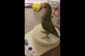 パヤパヤ♪歌に合わせてノリノリで体重計にのっちゃうインコが可愛すぎる♡