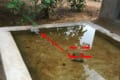 ん?なんか水の上で鳥が浮いているぞ…!?よーく見たらまさかの「ハト」だった!