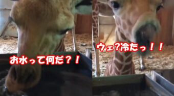 水の感触を初めて知ったキリンの赤ちゃんがびっくり！予想を超えたリアクションが可愛い