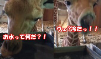 水の感触を初めて知ったキリンの赤ちゃんがびっくり！予想を超えたリアクションが可愛い