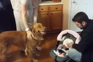 生まれたばかりの赤ちゃんが我が家に！新しい家族を大喜びで歓迎するワンコ