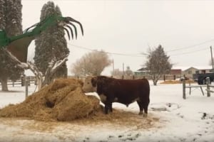 新しい干し草がどっさり！ふかふかの干し草にもぐったり、走り回ったり大喜びの牛