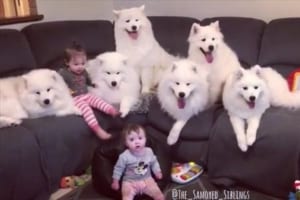 いつでも一緒♪ 赤ちゃん&サモエドたちのモフモフな暮らしぶりが微笑ましい