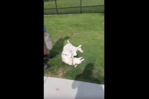 帰りたくないワン！まだお散歩したいと駄々をこねるワンコの抵抗ぶり