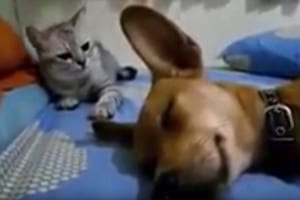 寝ているワンコがトンデモナイことをやらかしてニャンコが激怒！？強烈な猫パンチが炸裂！