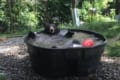イィィヤッホーーーーイ!水風呂でめちゃめちゃ気持ち良さそうなクマが微笑ましい♪