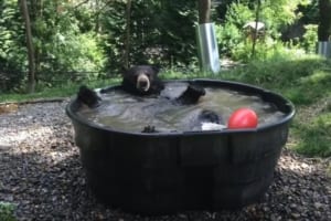 イィィヤッホーーーーイ！水風呂でめちゃめちゃ気持ち良さそうなクマが微笑ましい♪
