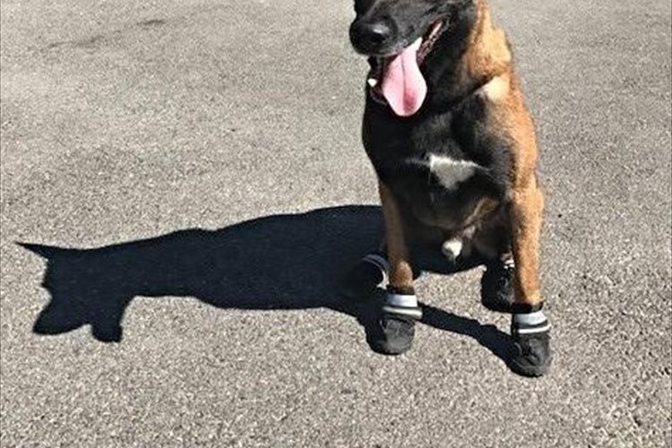 スイスの警察がペットにも靴を履かせるように呼びかける“ホットドッグ”キャンペーンを展開!