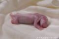 ジャイアントパンダの赤ちゃんが誕生!現在は保育器の中…施設のスタッフが授乳をサポート中