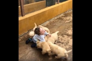 たくさんの子犬に囲まれる男の子♪ もみくちゃにされる光景が犬好きにはたまらない