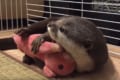 【動画】これで安心して眠れるね♪ ブタのぬいぐるみを抱っこするカワウソが可愛らしい
