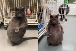 トトロ？ お腹が出すぎて直立立ちがクセになってしまったニャンコ…現在ダイエット中