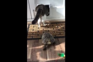 お～い、待ってくれ～！大好きなニャンコを追って不可能を可能にしたカメが凄い！