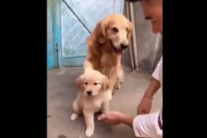 「うちの子に触らないで！」パパ犬が鉄壁のガードで子犬を守る姿が微笑ましい♪