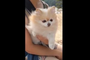 泳ぎたいのか何なのか！？海辺で強風に向かい、空中で犬かきをするワンコが可愛らしい♪