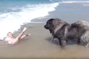 波にのまれた孫娘を助けるんだワン！家族思いなワンコの行動が話題に