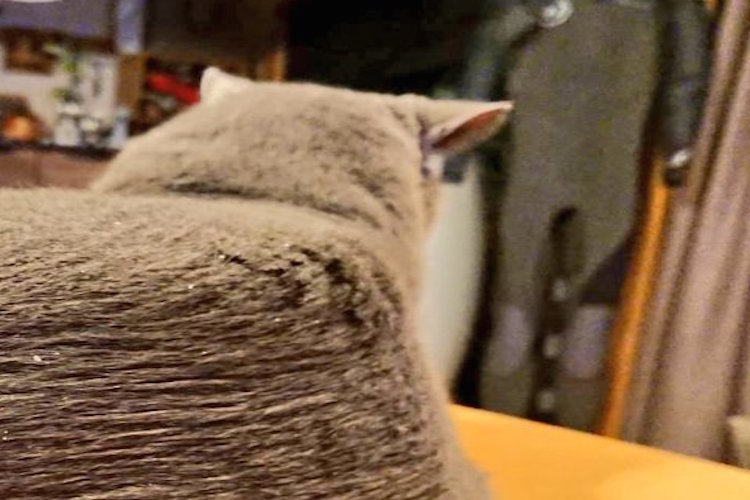 お父さんが猫ちゃんをブラッシングした結果…まさかのエアーズロック型に!