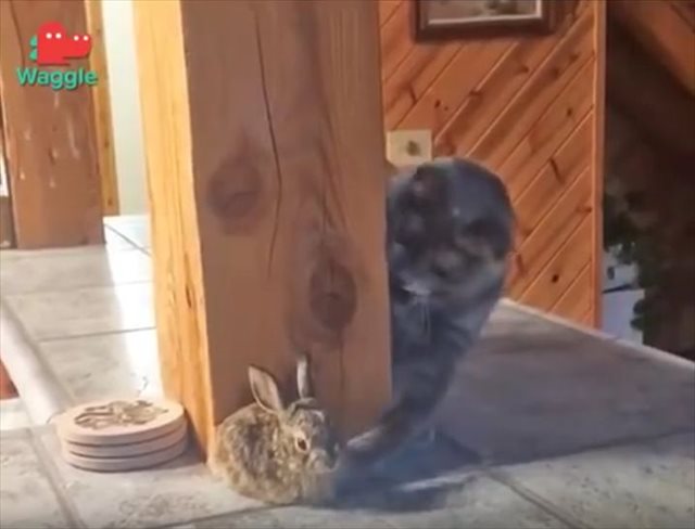 子ウサギが気になって仕方がない ニャンコがとった微笑ましい行動とは Fundo