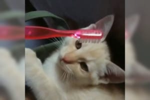 歯ブラシの感触が母猫の舌に似てる！？寝起きのニャンコに試してみると…？