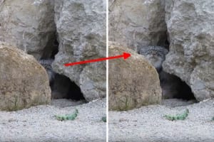 カメラに気付いた時の「マヌルネコ」の反応が人間みたいで超カワイイ！