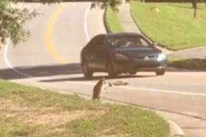 仲間の死を悼む姿に涙…アライグマの切ない行動を撮影した動画が話題