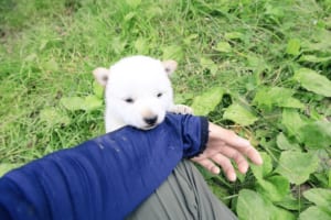シロクマの赤ちゃんみたい！大自然の中で育つ真っ白なアイヌ犬が可愛い