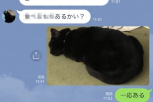 猫の写真を送るタイミングを誤って…思わぬ物騒な会話になったLINEに爆笑