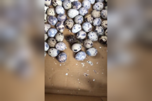 暑さの影響か！？食用のうずら卵を置いておいたら…予想外の出来事にパニック！