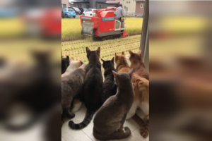 なぜか稲刈りに釘付け…窓辺に集まる猫ちゃんたち、一体何匹いるの！？