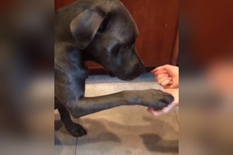 お腹痛い…(笑)「オヤツはど~っちだ?」のクイズに見事正解したワンコ、まさかの結末に顔面蒼白