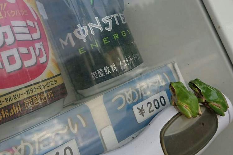 「おごってあげた方がいいのかな?」2匹のカエルが熱視線を送るその先には…